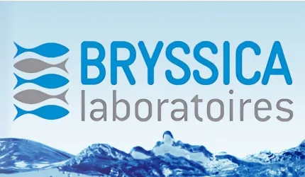 Bryssica