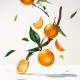 ROGER & GALLET Eau parfumée Bois d'orange 100ml - Illustration n°4