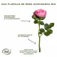 SANOFLORE Rosa Fresca - Baume Soin visage hydratant multi-usage Bio 50 ml - Illustration n°5