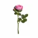 SANOFLORE Sublimes Baies Roses tube 30ml - Illustration n°4
