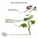 SANOFLORE Aqua merveilleuse - Peeling botanique flacon 200ml - Illustration n°6
