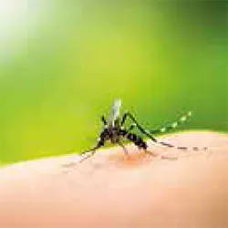 Les attaques de moustiques